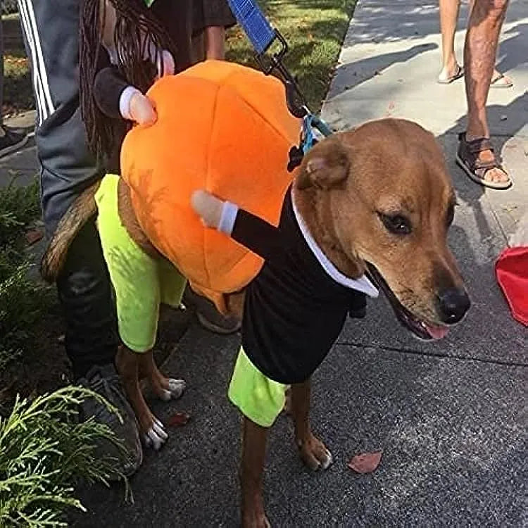 Dog & Cat Pumpkin Halloween Costume